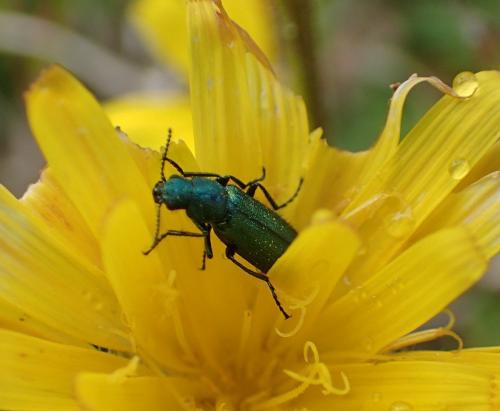 Réf. 287 348 : Dasytinae inconnu